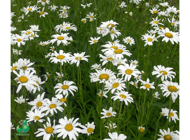 Leucanthemum × superbum
